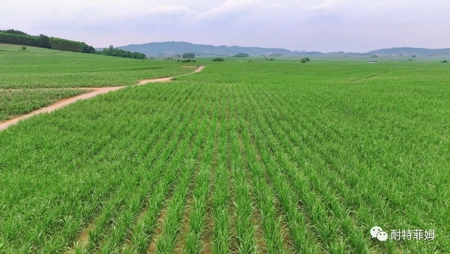 精准灌溉助力突破甘蔗产量瓶颈