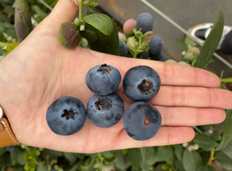 耐特菲姆蓝莓基质栽培滴灌系统方案