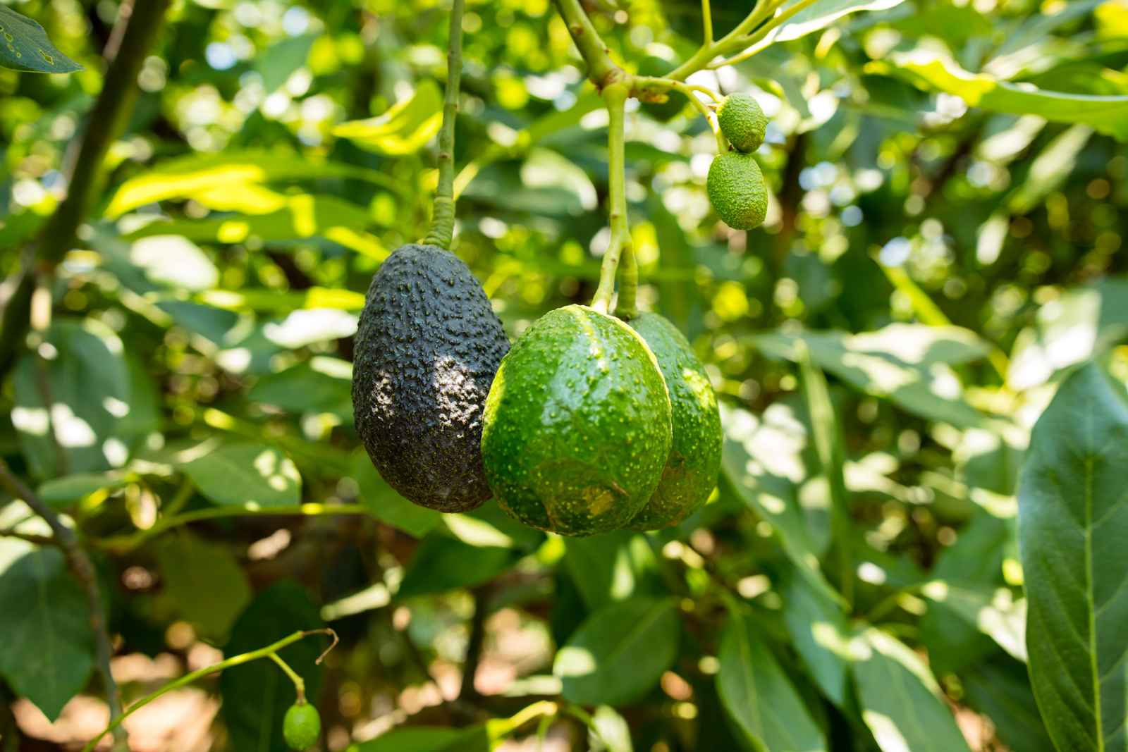 Growing of avocados