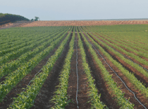 Water-use efficiency