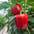 Greenhouse Peppers