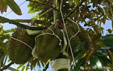 农艺知识分享：榴莲水肥一体化管理