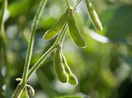 大豆滴灌应用方案简介