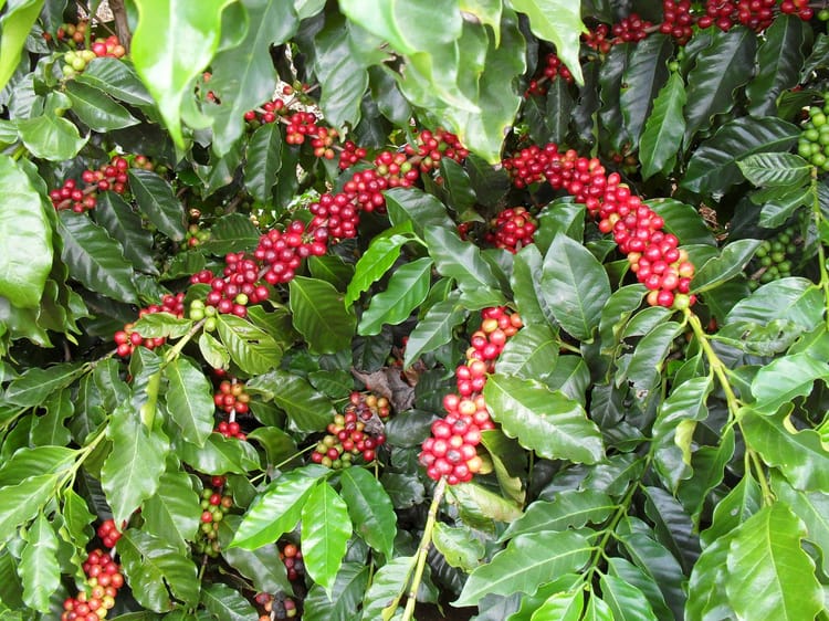 Santa Helena Project 2