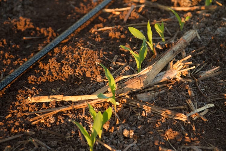 SHOOTING CORN, SINALOA
