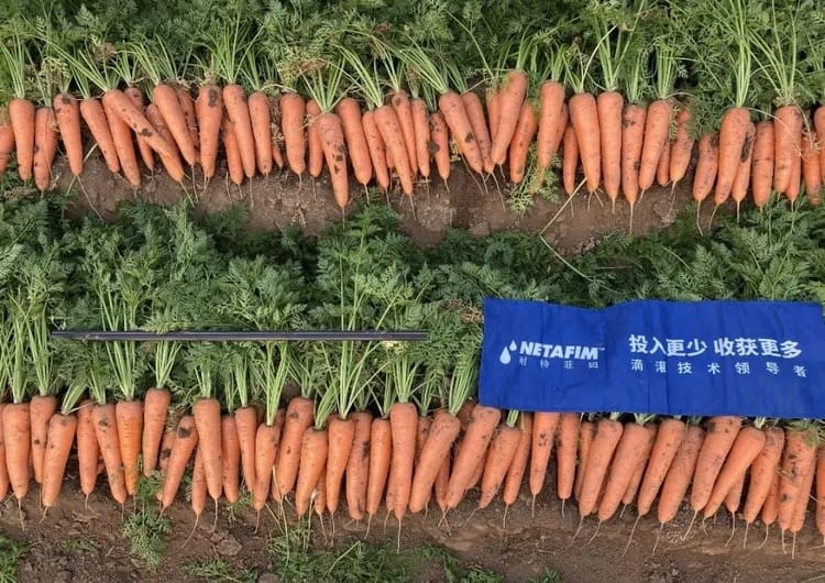 Banner 精准滴灌助力胡萝卜增产创收