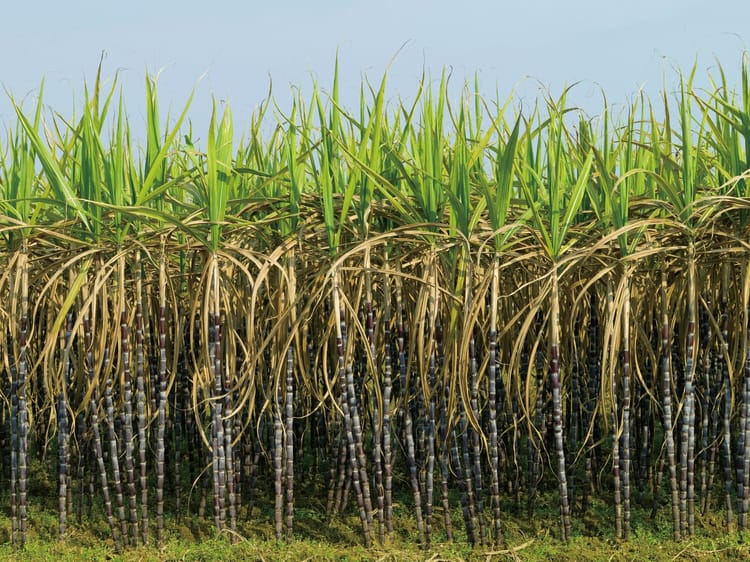 Banner 精准小流量滴灌技术:甘蔗增产创收的秘诀