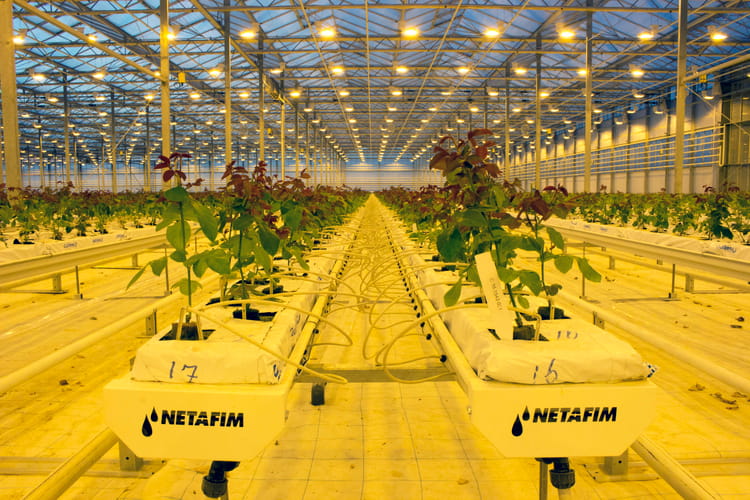 Banner 无土栽培技术之基质栽培设备