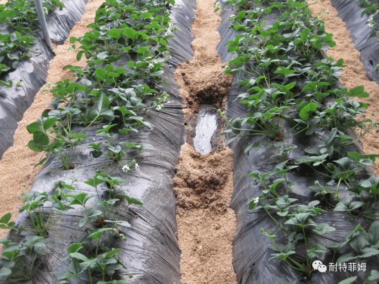 Banner 影响滴灌使用效果的因素有哪些