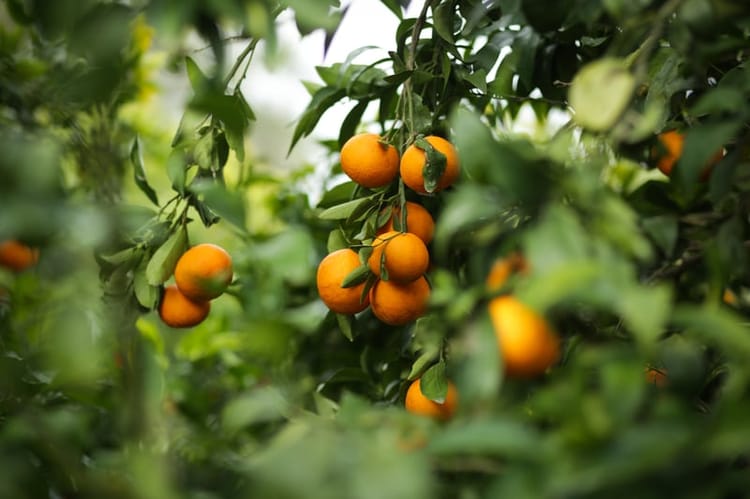 Banner 我国的柑橘农业节水灌溉技术怎么做