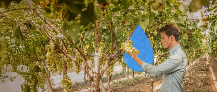 Banner 耐特菲姆咖啡精准滴灌方案