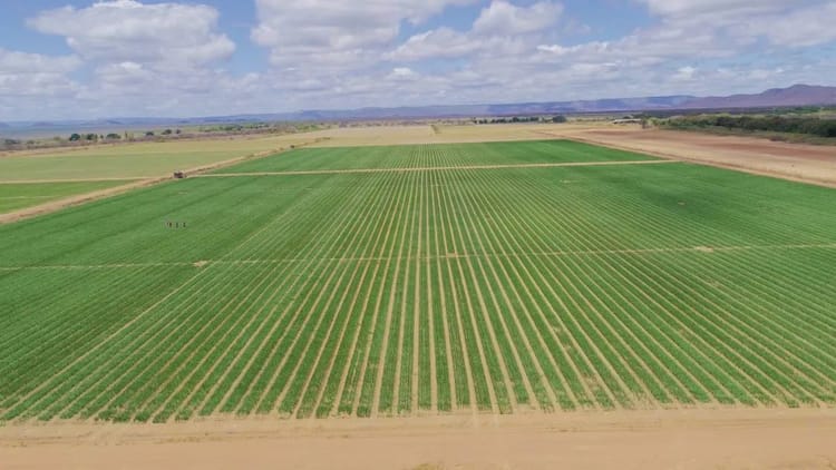 Banner 专家观点:土壤健康、再生农业与滴灌