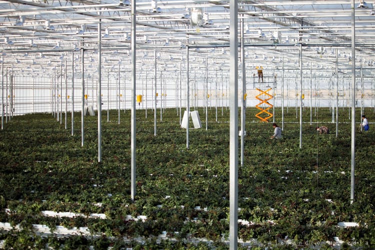 Banner 耐特菲姆荷兰温室业务之玻璃温室的原理