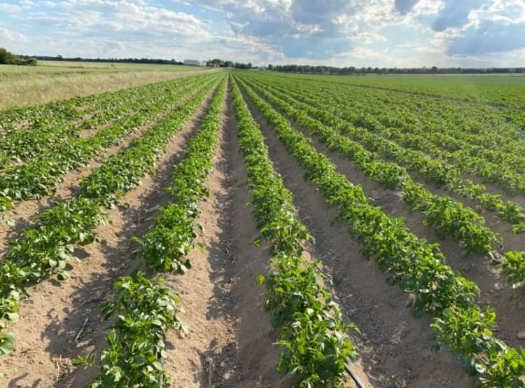 Banner 马铃薯研究证明滴灌产生巨大环境效益