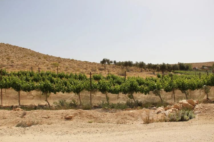 全球案例分享:沙漠农业的典范-Hatzerim的荷荷巴