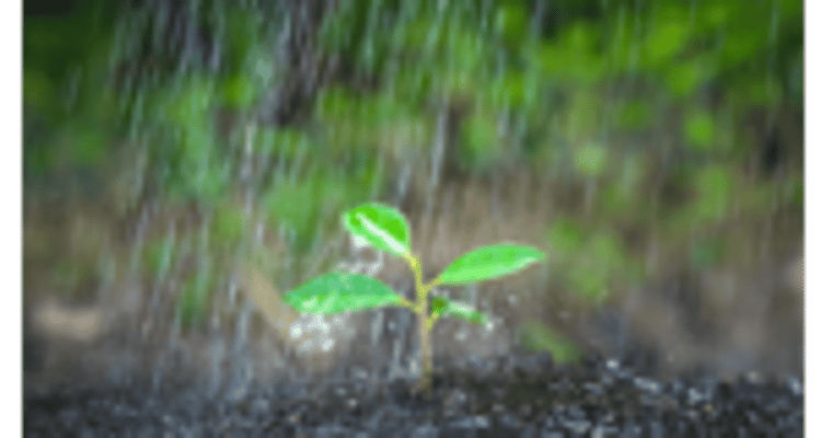 green-leaf-buds-rain
