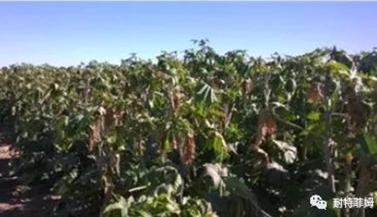全球案例分享:在墨西哥索诺拉沙漠种植1138 公顷蓖麻