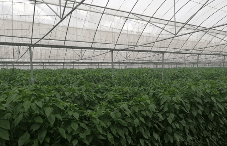 Banner 水肥一体化技术有必要用在农业生产吗