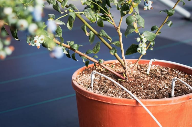 Banner 耐特菲姆为种植者提供温室滴灌系统所需产品