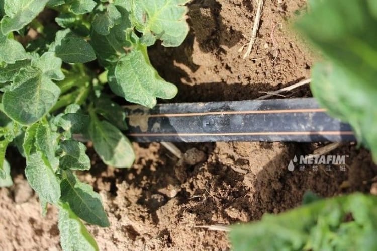 你到底需要怎样的薄壁滴灌管?