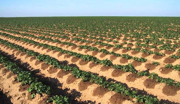 水肥一体化操作要点:我们到底应该什么时候开始和停止灌溉?