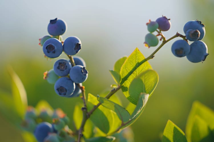 农学知识,让你更科学高效地种植