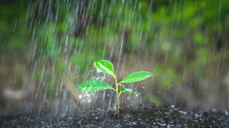 green-leaf-buds-rain