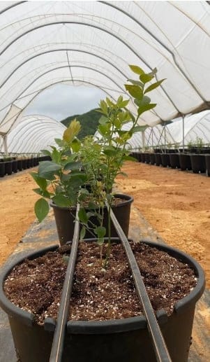 Uniram优拉姆滴灌管直铺