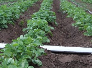 柔性管-主支管道