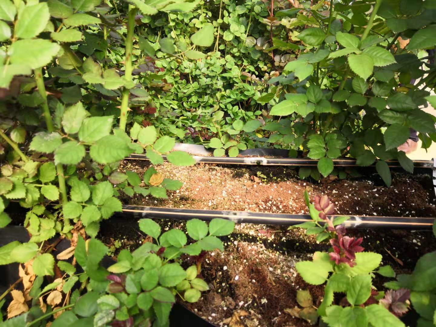 压力补偿滴灌管