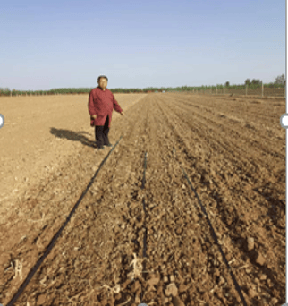 浅埋式铺设效果