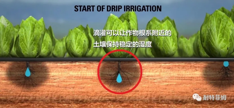 Banner 玉米滴灌系统水肥一体化