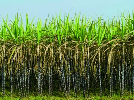 精准小流量滴灌技术：甘蔗增产创收的秘诀