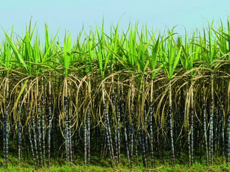 Banner 精准小流量滴灌技术：甘蔗增产创收的秘诀