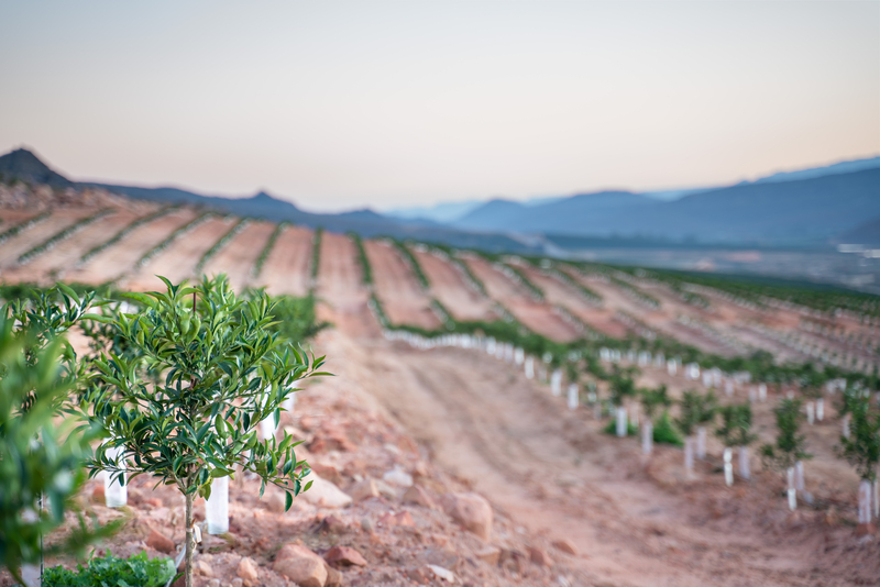 节水灌溉方式有哪些