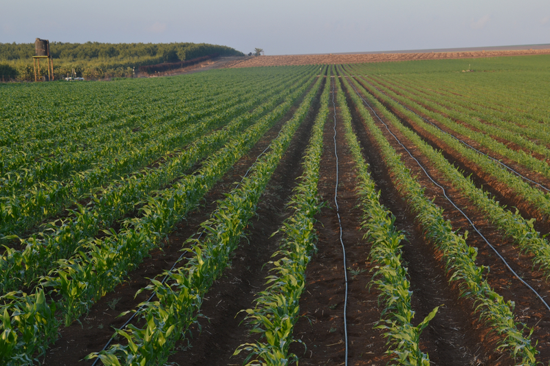 水肥一体化技术