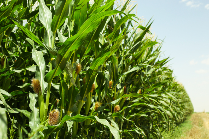节水灌溉设施有哪些
