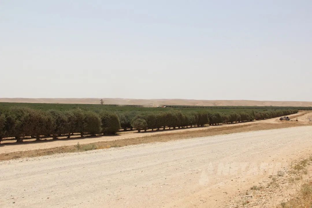沙漠农业