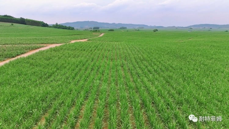 Banner 精准灌溉助力突破甘蔗产量瓶颈