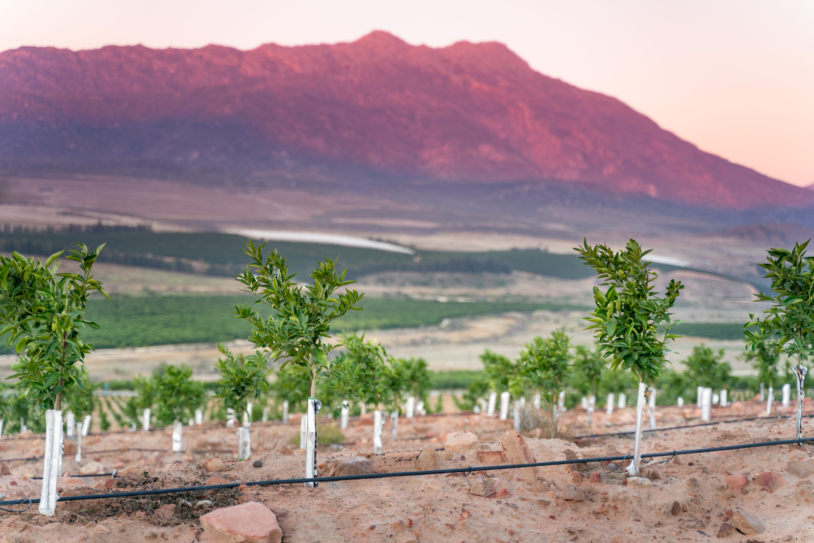 Large-SBaby citrus trees, on Uniram RC dripperline, Western Cape, South Africa 3.jpg