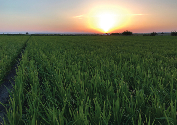 耐特菲姆加入国际可持续稻米联盟