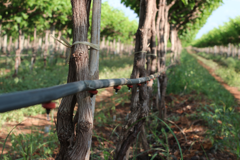 Web - Small-PCJ Dripper in Grape Field.jpg